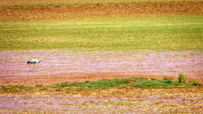 How farmers can help rescue water-loving birds How farmers can help rescue water-loving birds