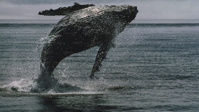 Bitcoin Whale Breaks Silence with $26 Million Transfer — What’s Going On?