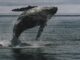 Bitcoin Whale Breaks Silence with $26 Million Transfer — What’s Going On?