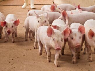 Tether Assists DOJ in $225M Stablecoin Seizure Linked to 'Pig Butchering' Scam