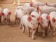 Tether Assists DOJ in $225M Stablecoin Seizure Linked to 'Pig Butchering' Scam