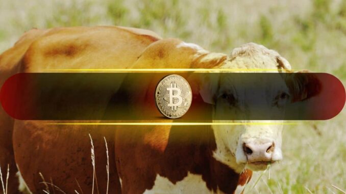 Bitcoin Stays Steady, But Momentum Flashes Bullish Signs: Bitfinex Alpha Bitcoin Stays Steady, But Momentum Flashes Bullish Signs: Bitfinex Alpha