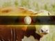 Bitcoin Stays Steady, But Momentum Flashes Bullish Signs: Bitfinex Alpha