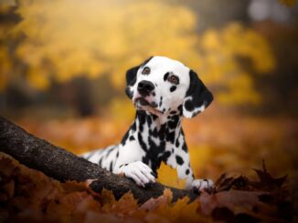 Ready-made stem cell therapies for pets could be coming