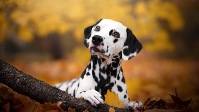 Ready-made stem cell therapies for pets could be coming