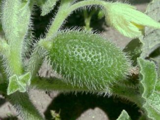 close-up of a prickly squirting green cucumber
