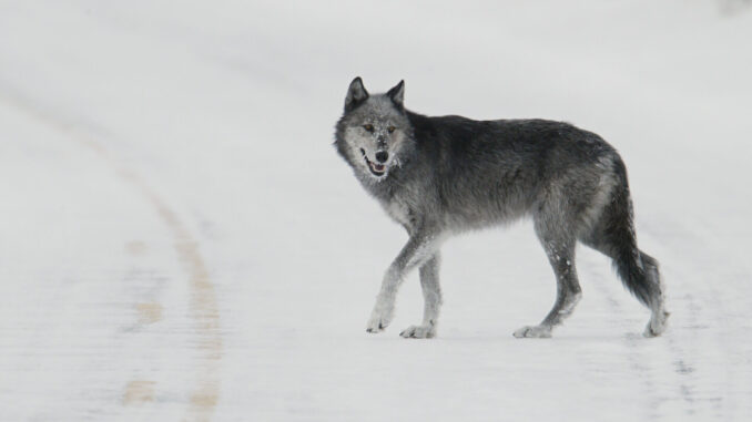 Autonomy in the real world? Druid AI unveils AI agent 'factory'