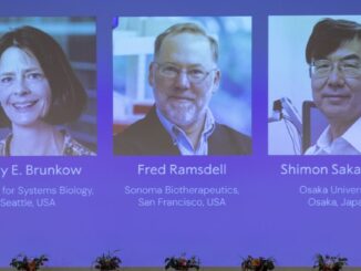 Discovery of cells that keep immune responses in check wins medicine Nobel Prize
