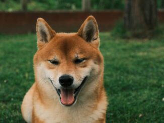 This Bullish Impulse Will Send Price Toward $0.8 ATH