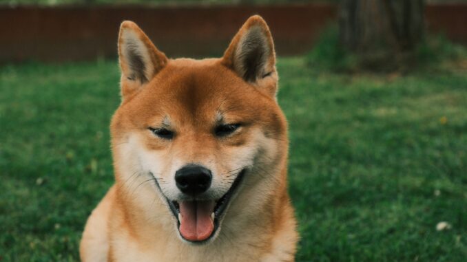 This Bullish Impulse Will Send Price Toward $0.8 ATH