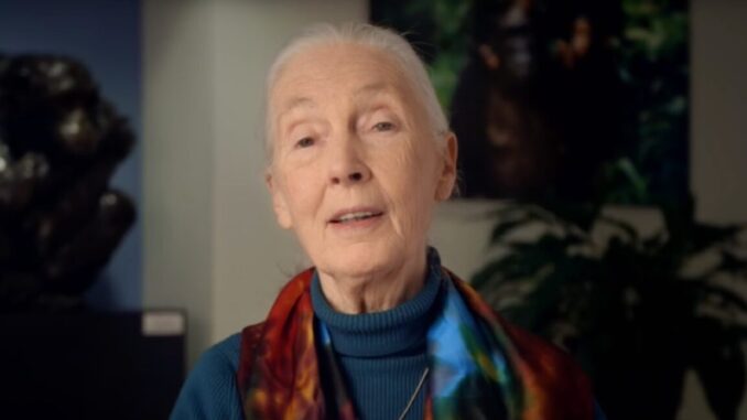 screenshot of Jane Goodall