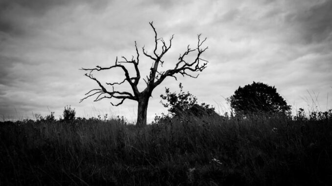 Are Altcoins Rekt Forever? Only 29% of Top Projects Have Outperformed BTC This Year