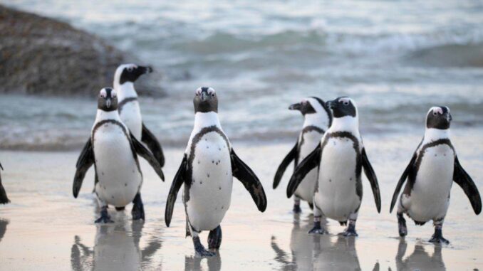 My Neighbor Alice Partners With Pudgy Penguins to Launch New Game Zone ‘Pudgy Land'