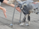 Videos: Musculoskeletal Robot Dogs, Robot Snails, More