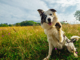 A dog in a grassy field sits back on its hind legs and raises one of its front paws.