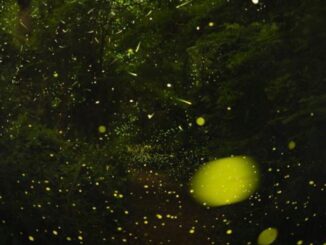 Long-exposure photo of a firefly swarm in Congaree.