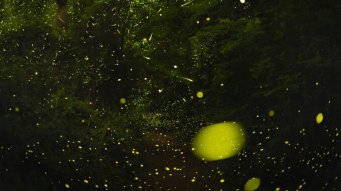 Long-exposure photo of a firefly swarm in Congaree.