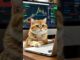 Investing Tips for Beginners #cat #ai #funny #stocks #cute #shorts #aivideo  #short