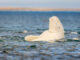 Whatever the mirror test tells us, beluga whales pass it