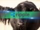 Nobody Likes XRP Right Now, and That May Be Bullish: Santiment