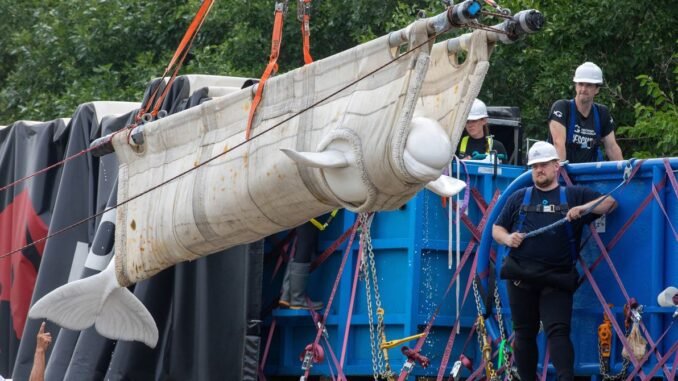 Inside the Wild Rescue Mission That Took 4 Beluga Whales to Chicago