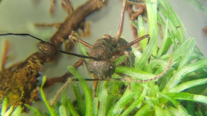 Camponotus nidulans ants infected by O. camponoti-nidulantis found among bryophytes at the Adolpho Ducke Forest Reserve.
