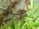 Camponotus nidulans ants infected by O. camponoti-nidulantis found among bryophytes at the Adolpho Ducke Forest Reserve.