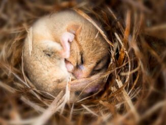 A small brown mouse, curled up into a ball and sleeping on a bed of straw.