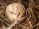 A small brown mouse, curled up into a ball and sleeping on a bed of straw.