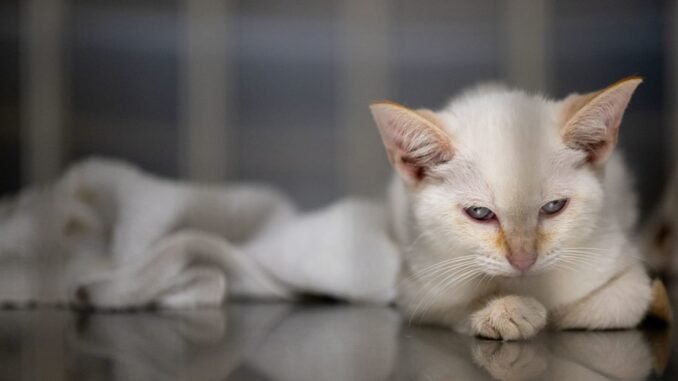 Cat ownership and food sales rise while dog demand falls