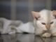 Cat ownership and food sales rise while dog demand falls