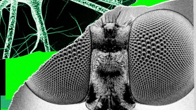 I Trained a Fly’s Brain to Generate WIRED Story Ideas