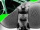 I Trained a Fly’s Brain to Generate WIRED Story Ideas